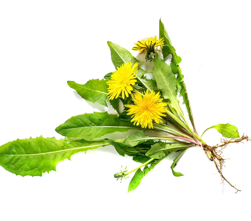 How Dandelion Helps Detox and Cleanse the Body