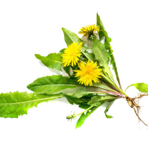 How Dandelion Helps Detox and Cleanse the Body