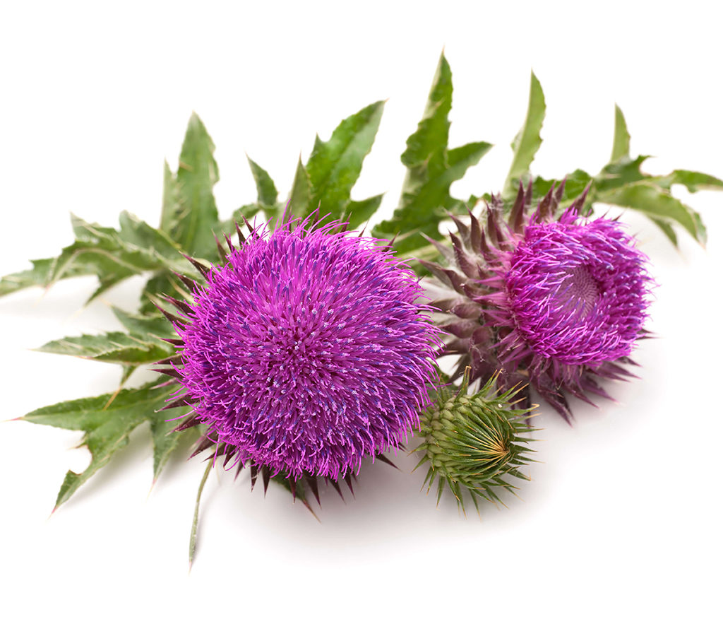How Milk Thistle Helps Detox and Cleanse the Body