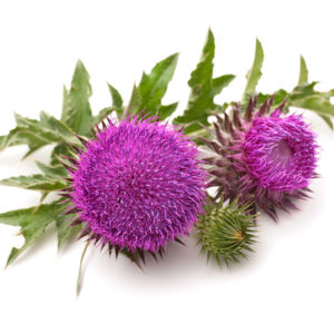 How Milk Thistle Helps Detox and Cleanse the Body
