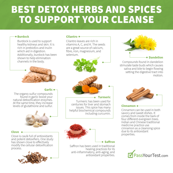 Best Detox Herbs and Spices to Support Your Cleanse • PassYourTest.com